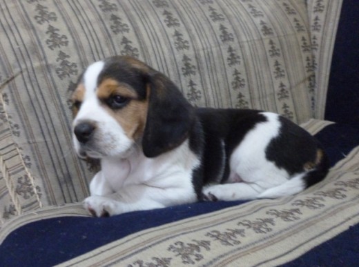 CANDY DE UN MES Y MEDIO